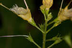 Horse balm <BR>Richweed